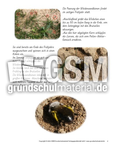 Steckbrief-Weidensandbiene-2.pdf